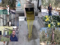 Bahçeden sofralara zeytinyağı yolculuğu başladı